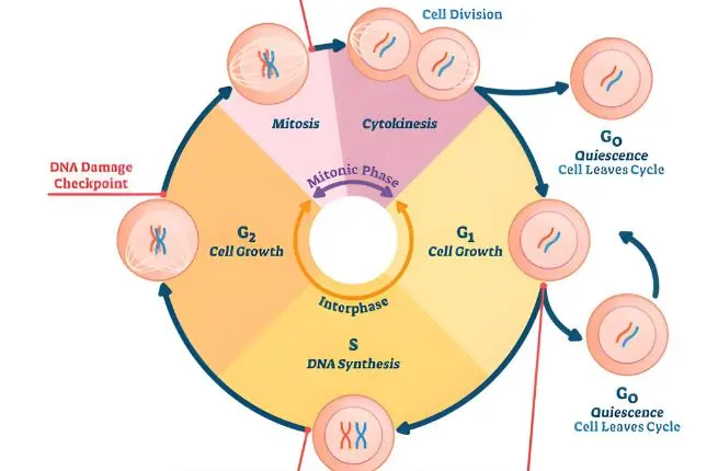 Cell Cycle Regulation and Growth Factor Signaling