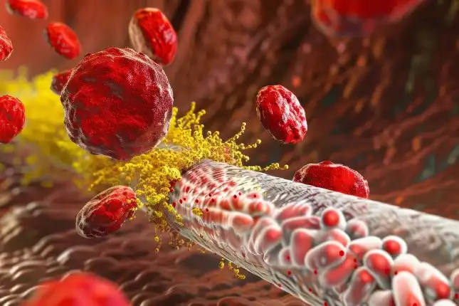 Cholesterol Biosynthesis Relationship and Regulation