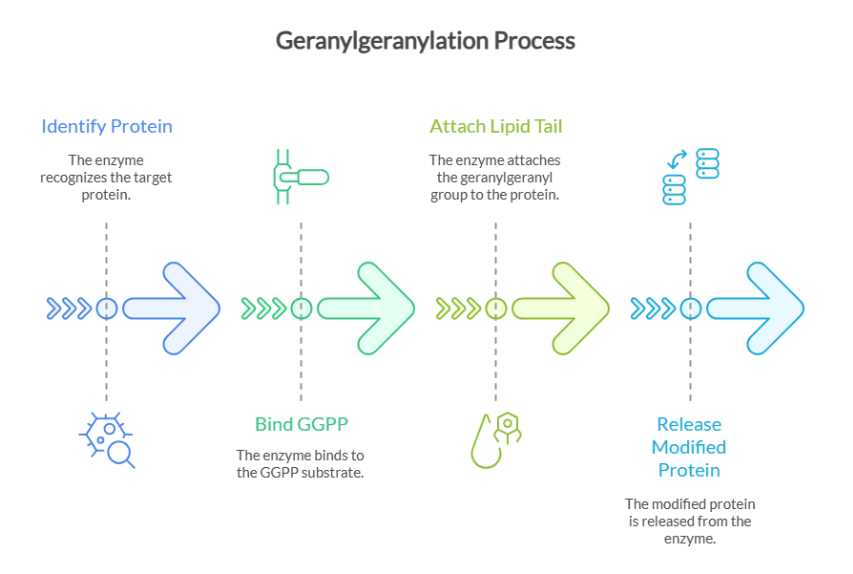 Enzymatic processes-geranylgeranyl transferases